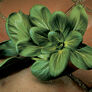 Feng Qing Choi, Pak Choi Seeds - Packet thumbnail number null